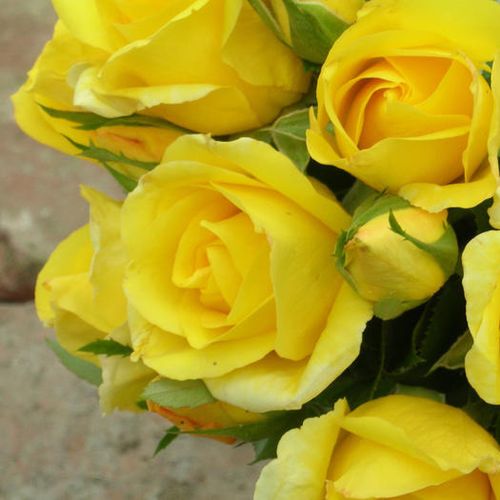 Csokros - Rózsa - Dune® - Online rózsa vásárlás